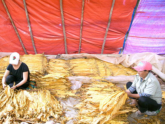 云南大理南涧“红大”烟叶，烟丝红大品种栽烤关键技术